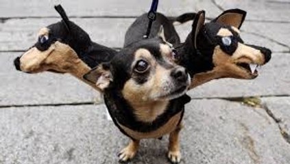 Most Funny Dog Video Ever!!!!!