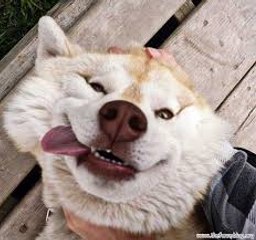 Funny Dogs Barking - A Funny Dog Barking Videos Compilation 2015