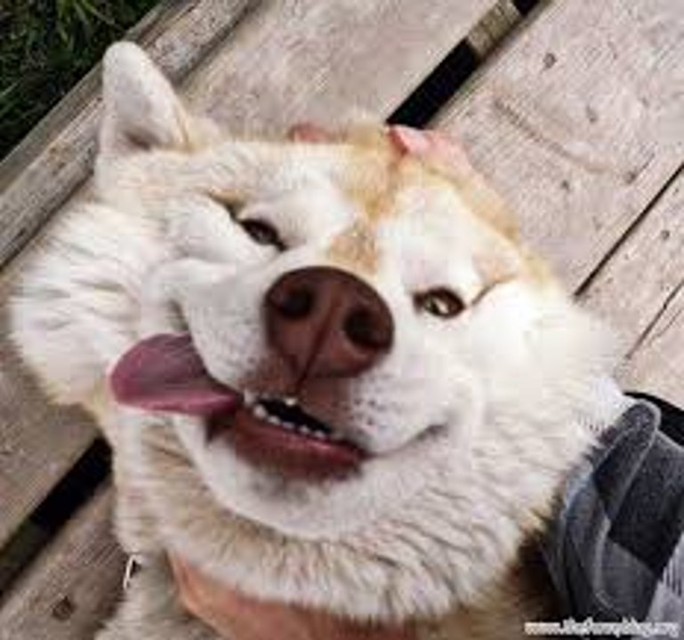 Funny Dogs Barking - A Funny Dog Barking Videos Compilation 2015