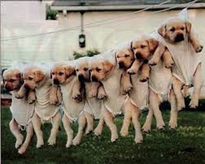 Dogs, man's best and funniest friends - funny dog compilation