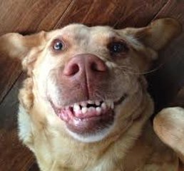 funny dog videos - try not to laugh or grin HD