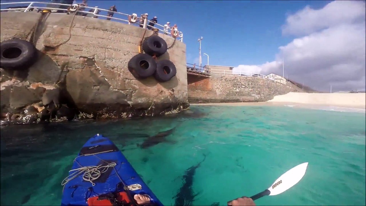 kayak above the shark!!!!!!!!