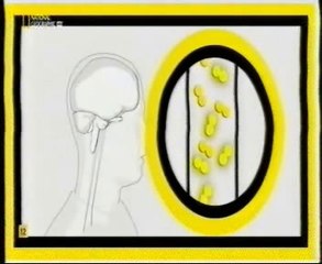 Chicle vs. oxigeno: Cerebro y memoria