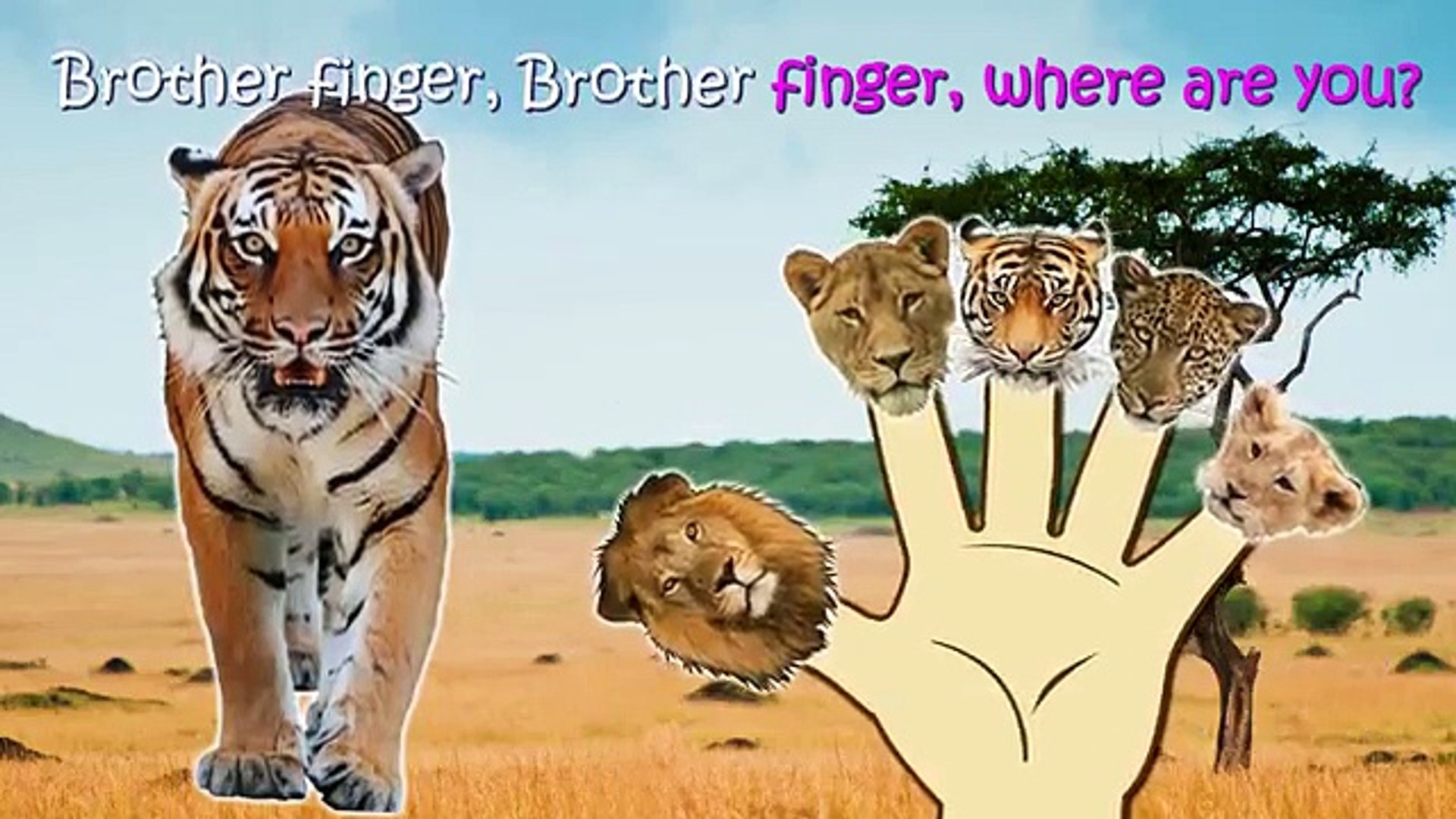 Animal Finger Family Nursery Rhymes Songs Wild Animal