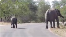 Cute Baby Elephant attempts a Headstand ! Kruger National Park