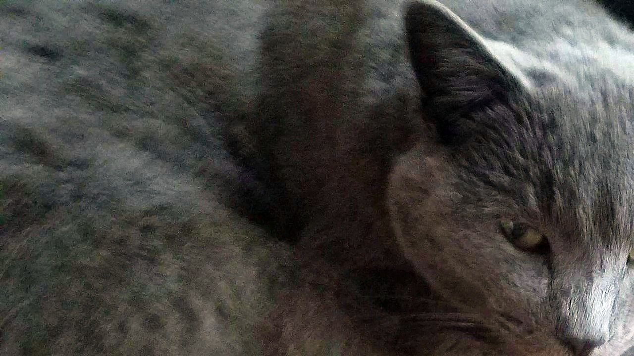 My Cat Royal Died In My Neighbors Pool