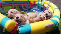 So Many Golden Retriever Puppies! (CUTE COMPILATION) - Puppy Love