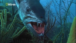 Самые опасные животные. Морской мир.HDTVRip(720p)