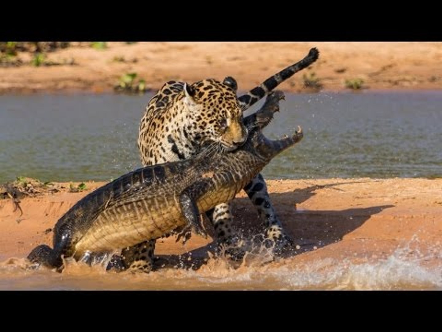 ⁣Документальные фильмы Природа Дикой Африки  ( Природа, животные, BBC )