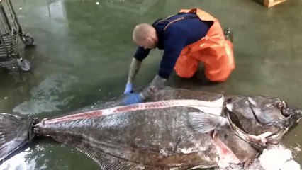 Amazing filleted 200 kg Halibut
