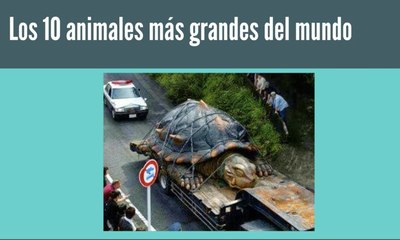 Los 10 animales más grandes del mundo