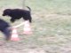 Agility pucca chiens vidéo 1