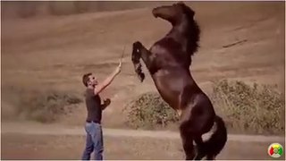 horse training Funniest Videos
