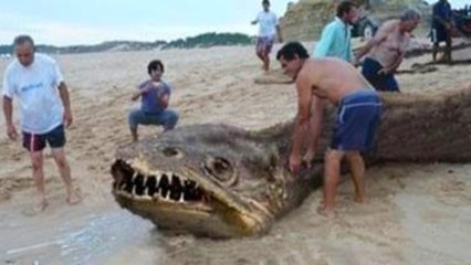 Những Con Quái Vật Biển Bạn Sẽ Không Tin Chúng Thực Sự Tồn Tại