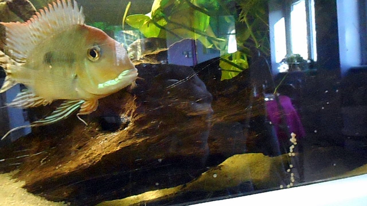 geophagus red head