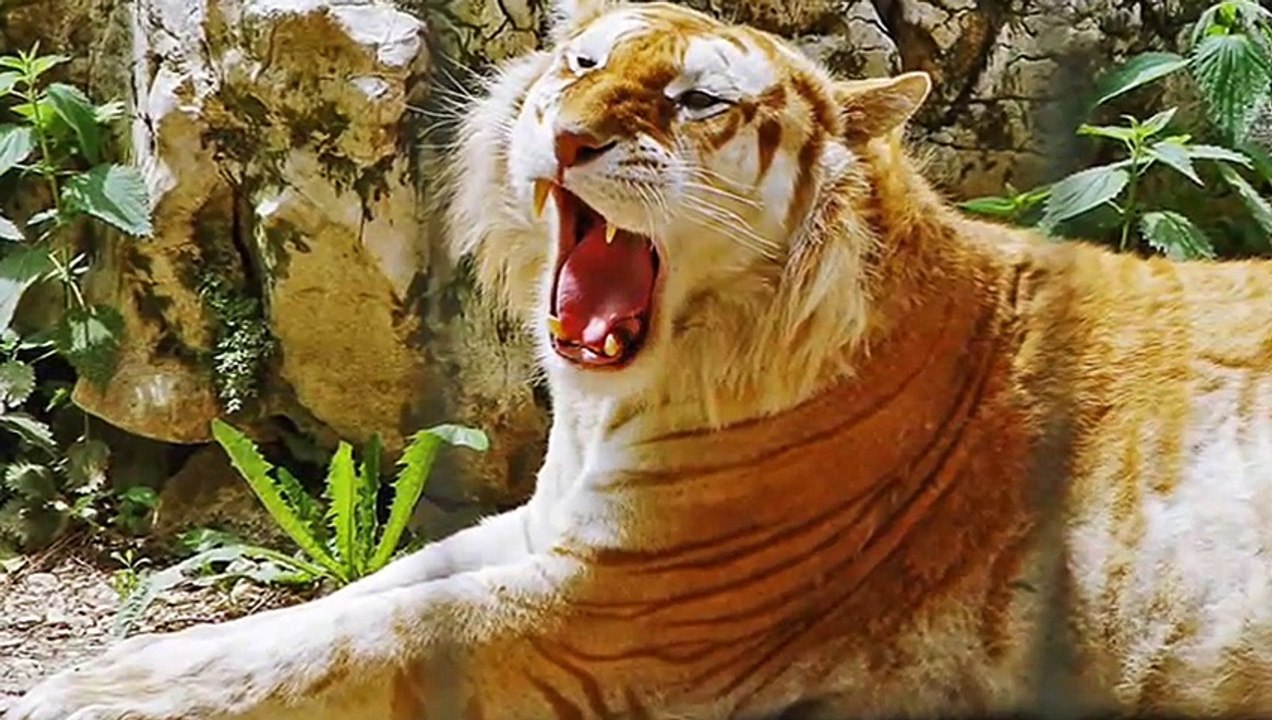 Liger