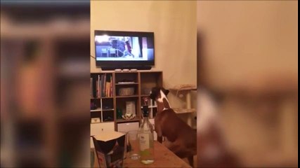 Ce chien saute devant un chien qui saute à la télé LOL