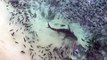 Feeding Off Tuna Scraps - Ascension Island