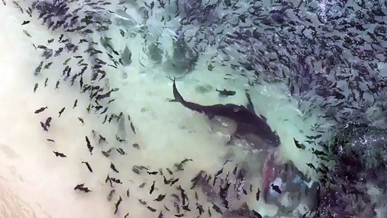 Feeding Off Tuna Scraps - Ascension Island