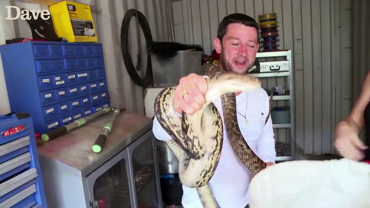 Un python étouffe un homme