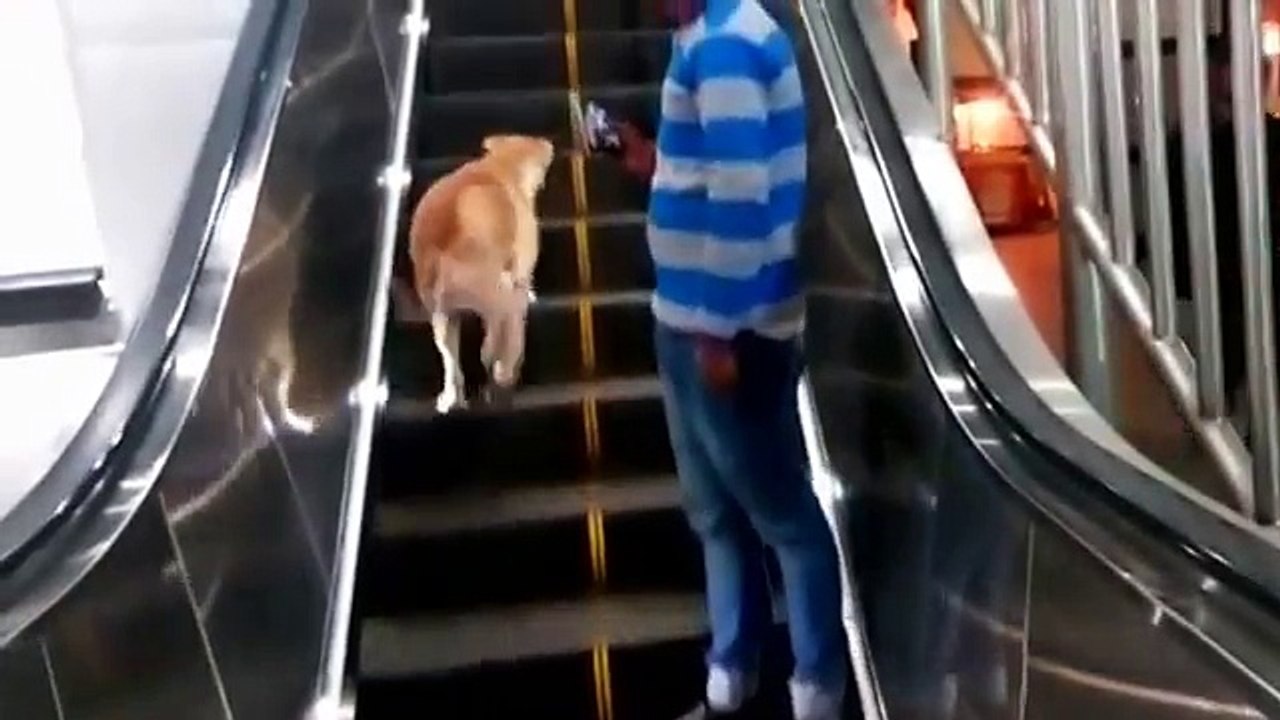 A Dog trying to passes sliders on Delhi Metro Station