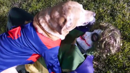 Spiderman Vs Frozen Elsa Vs Joker Best Week Compilation Superhero Fun In Real Life