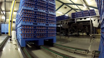 كيف يتعامل الاجانب مع الابقار..التكنولوجيا تصنع المستحيل