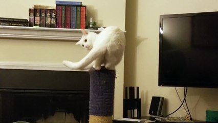 Ce chat en a marre de sa queue! Attaque....