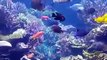 Beautiful world of hidden coral reef, fishes and colorful undersea nature