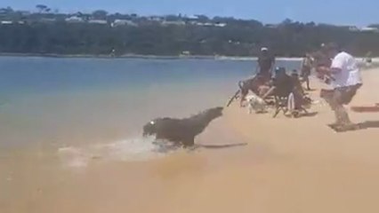 Une otarie attaque un pêcheur sur la plage