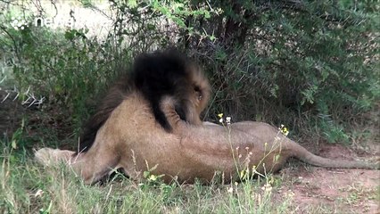 Incredibly brave 'tracker' lets large lion walk right up to him