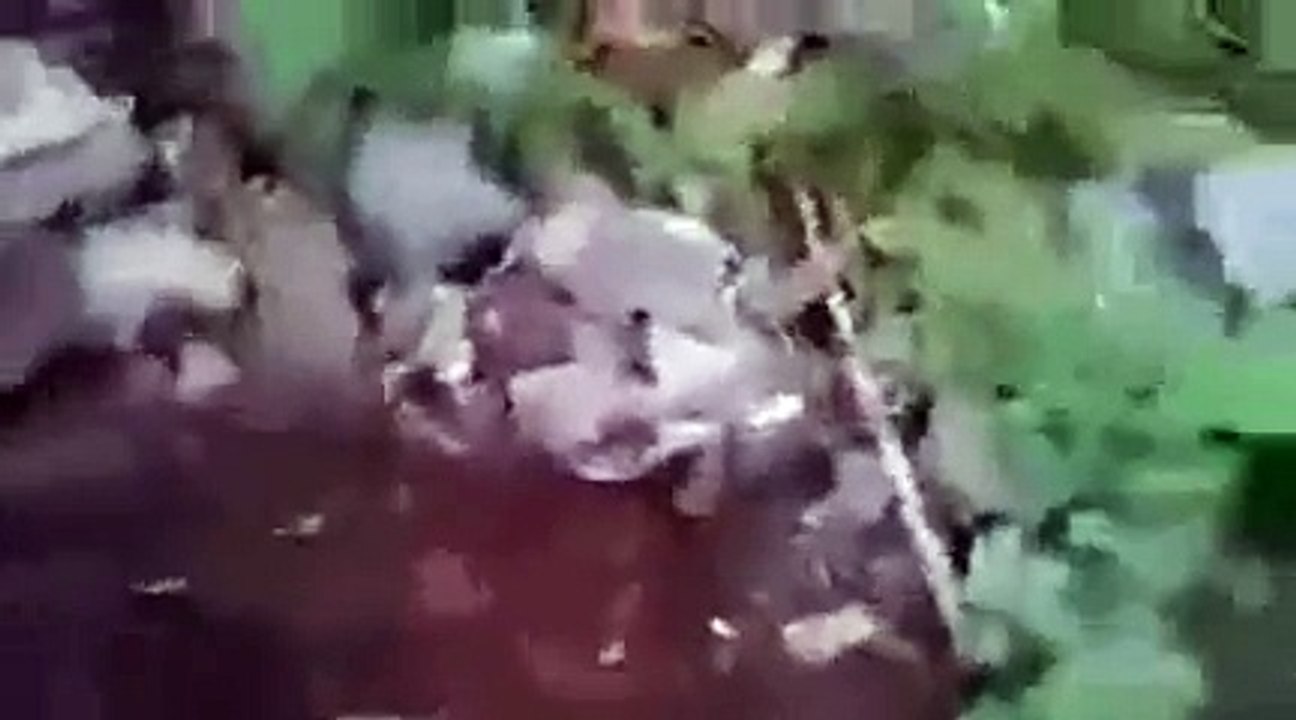 ‫(صدق اولا تصدق )  قطه تدفن ابنتها   ..   ! سبحان الله العظيم‬‎