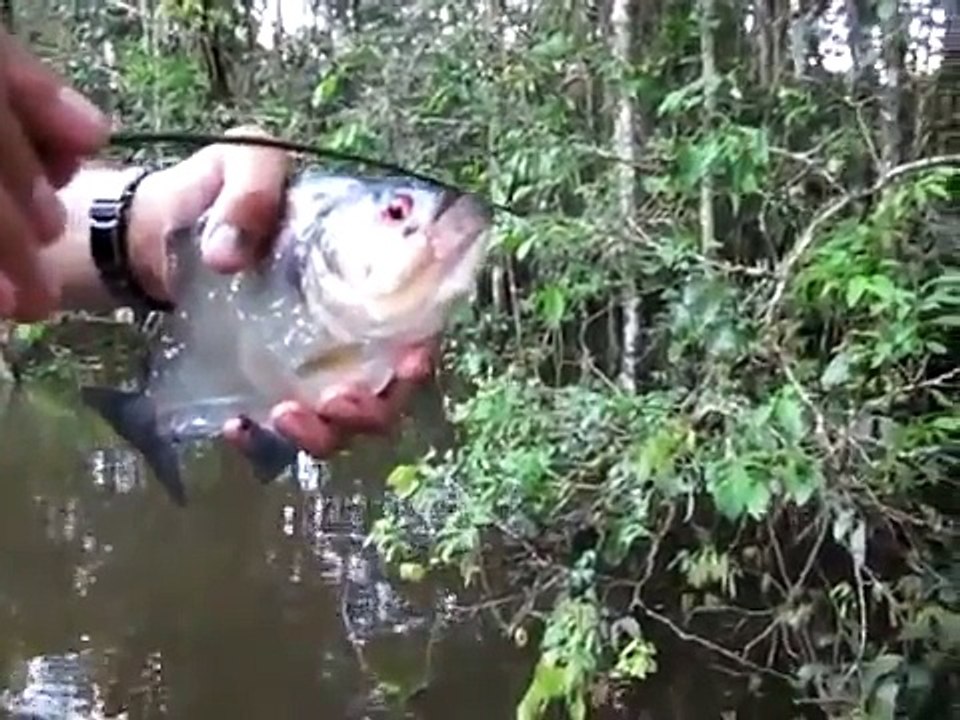 Pirana böyle ısırdı - Canavar Pirana