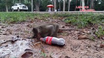 funny monkey video - amazing monkey meeting tourist