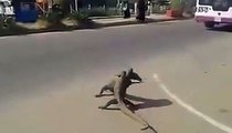 animals fighting on the road video in pakistan_2016/2017