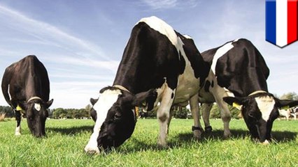The Netherlands to spend 150 million euros to turn cow manure into energy