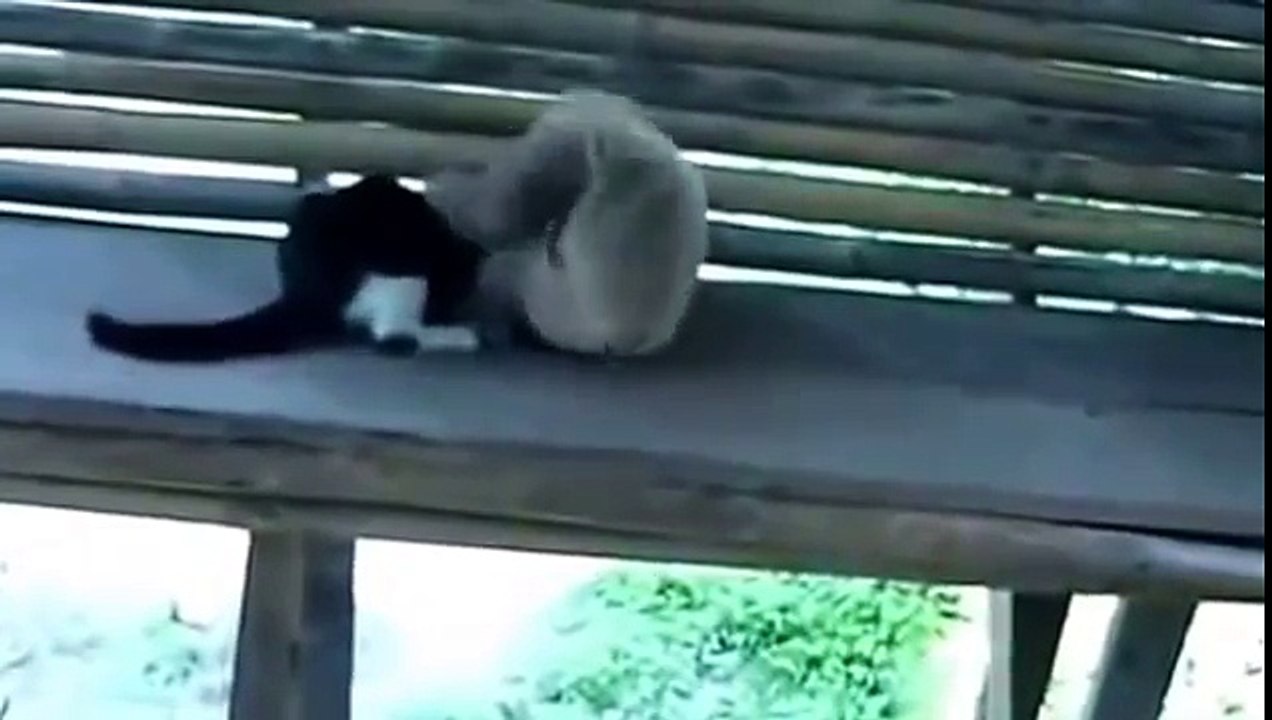 Un singe embête un chat !
