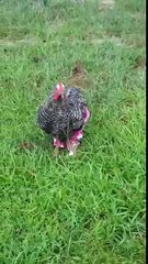 Chicken struts in new pants