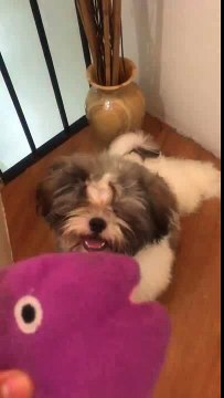 Cute shih tzu copies squeaky toy