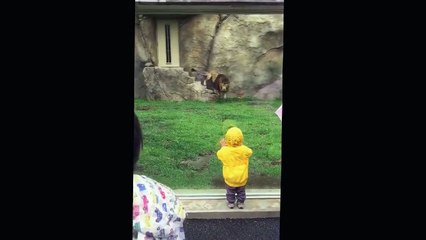 Heart-Stopping moment as Big lion trying to get little boy