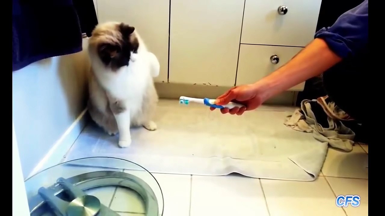 Funny Cats Compilation - 2016