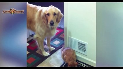 Funny Cats Stealing Dog Food Compilation
