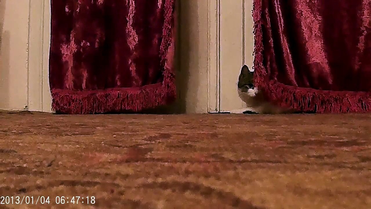 Funny cats - superagents