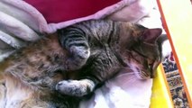 Funny Cats Videos Try not to Laugh : dreaming cats, dreaming milk - Cute dreaming kitty