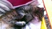 Funny Cats Videos Try not to Laugh : dreaming cats, dreaming milk - Cute dreaming kitty