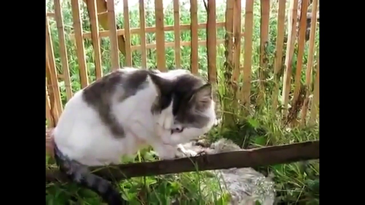 Funny cats compilation - 1