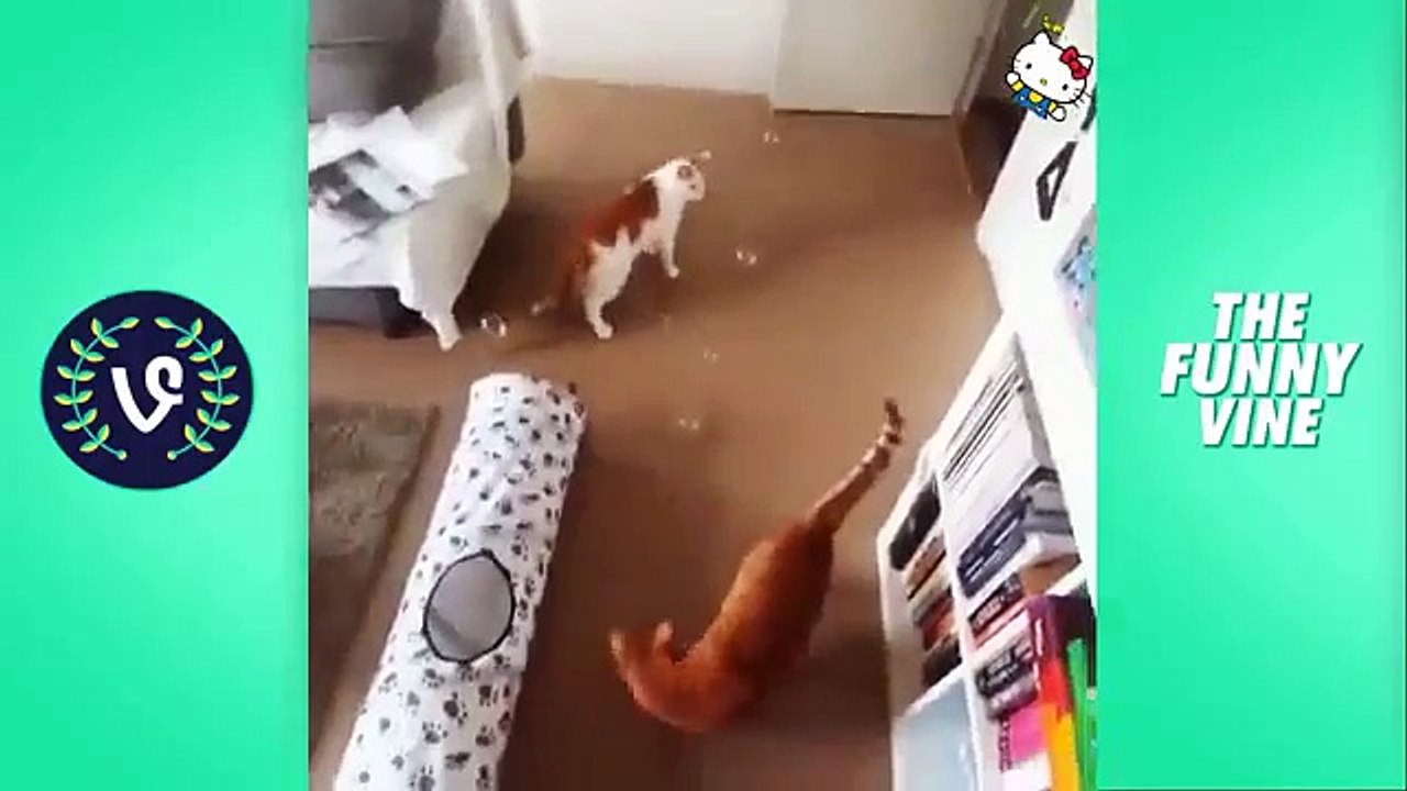 Funny Cats Compilation 2016   Funny Vines