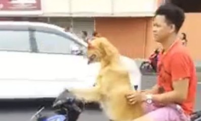 Un chien conduit un scooter avec son maître derrière lui.