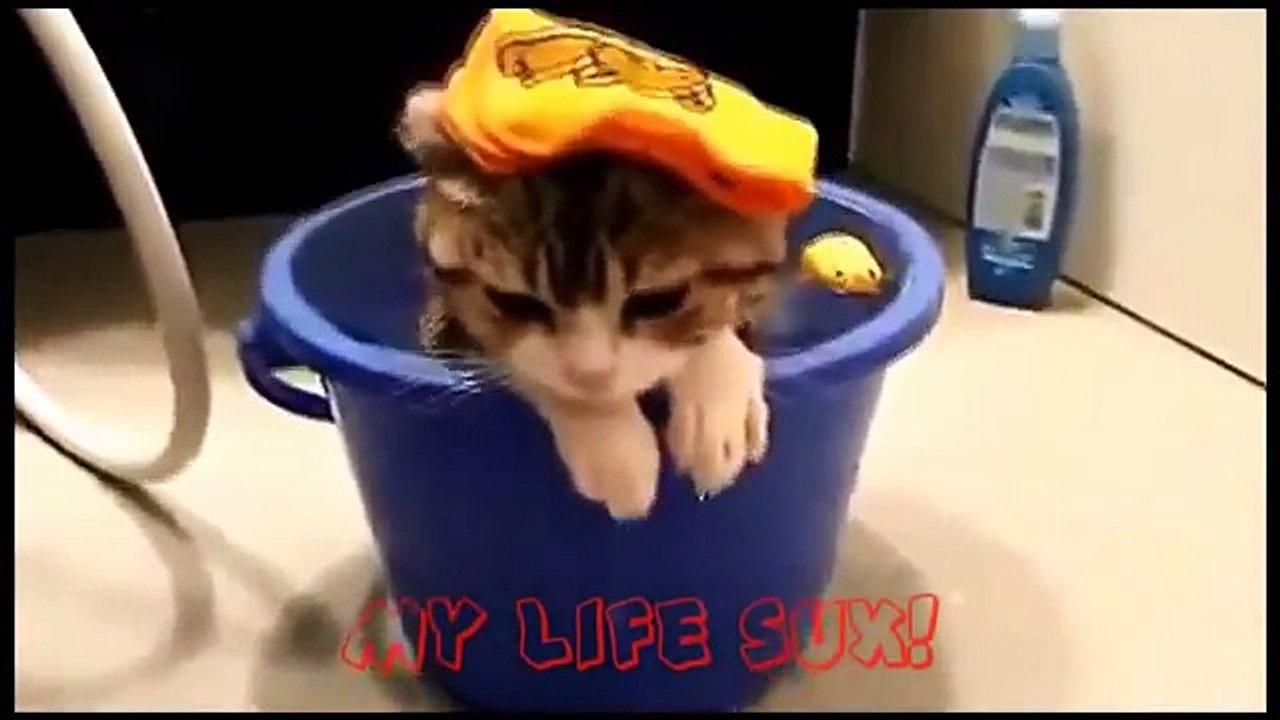 Funny_Cat Mankey Bast -video _2016