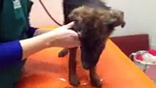 Ce chiot est sur le point de se faire euthanasier, mais le miracle se produit